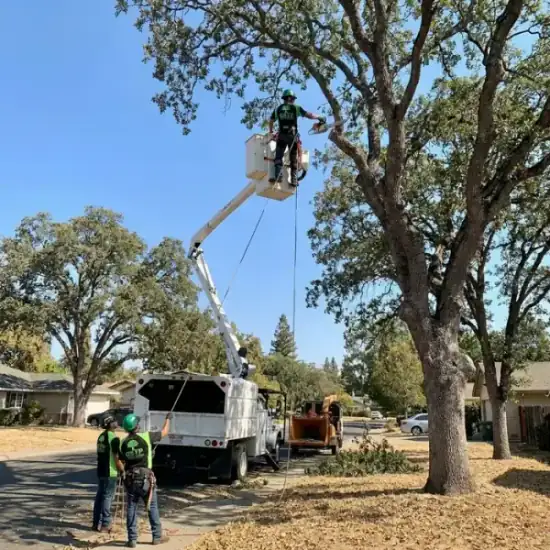 Bucket truck trimming a large oak tree in Philadelphia